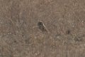 Burrowing Owl 2016-02-13
